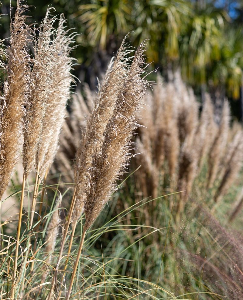 Wind Carries Seeds Far Beyond The Yard Wind Carries Seeds Far Beyond The Yard