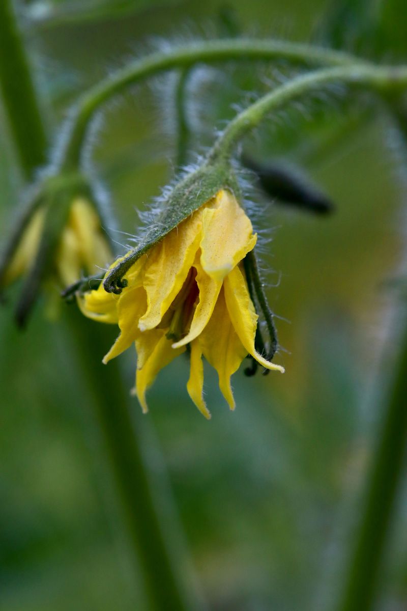 Wind Plus Heat Dehydrates Flower Parts