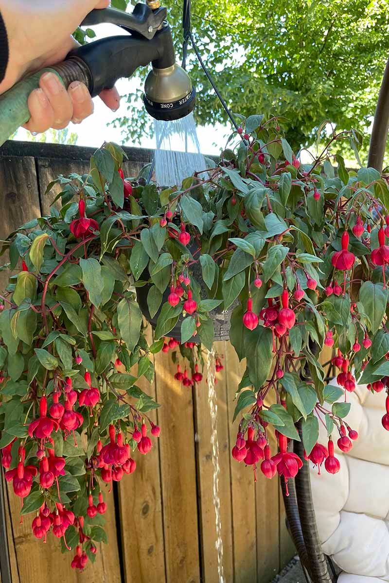 Windy Porches Stress Soft Growth Windy Porches Stress Soft Growth