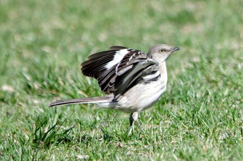 Wing Flashes Can Help You Spot The Real Bird