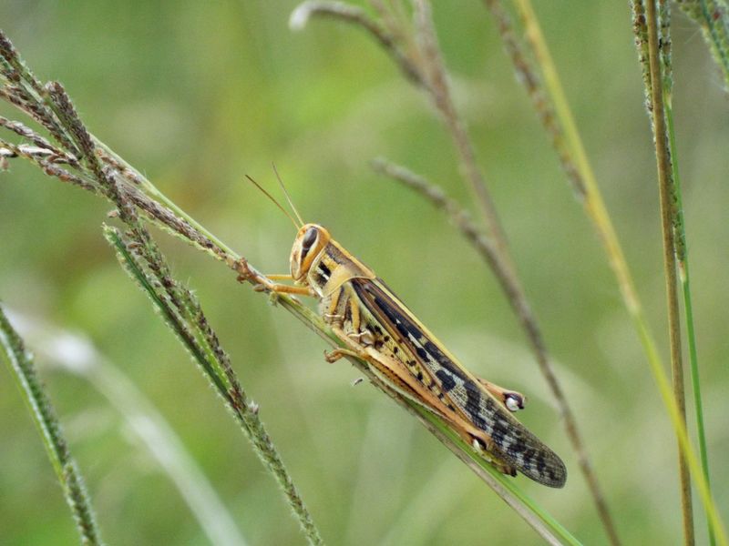 Winged Adults Have Begun Moving Into Gardens Winged Adults Have Begun Moving Into Gardens