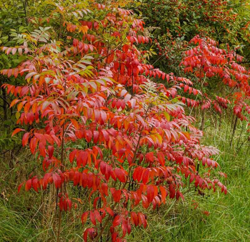 Winged Sumac Fits Sunny Naturalized Edges Winged Sumac Fits Sunny Naturalized Edges