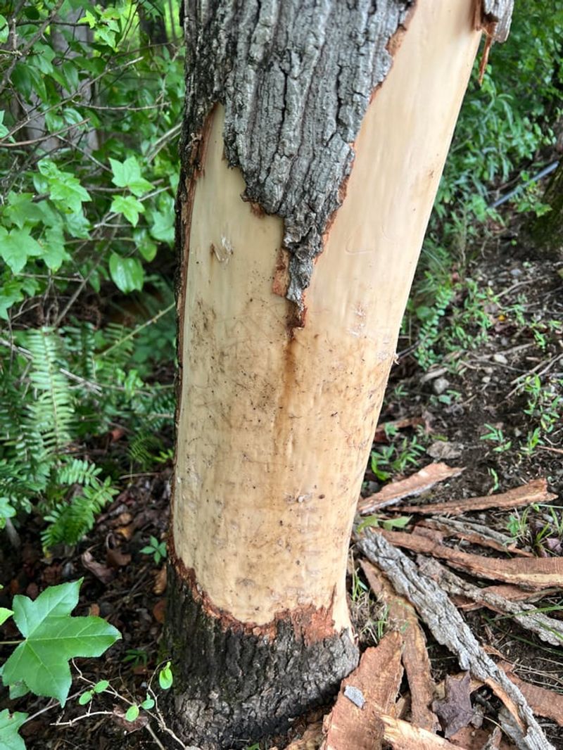 Winter And Late Summer Damage Can Surprise You Winter And Late Summer Damage Can Surprise You