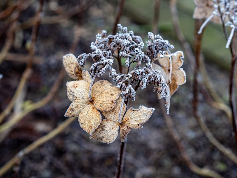 Winter Cold Took Out Last Year's Growth