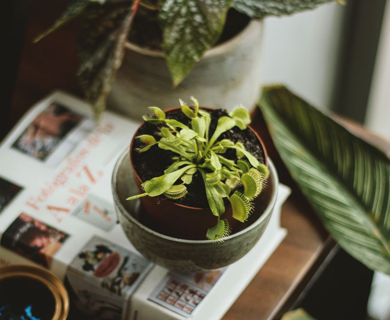 Winter Dormancy Isn't Optional, Even Indoors Winter Dormancy Isn't Optional, Even Indoors