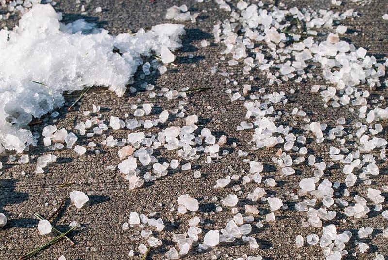 Winter Road Salt Does Not Damage It As Easily As Many Common Shrubs Winter Road Salt Does Not Damage It As Easily As Many Common Shrubs