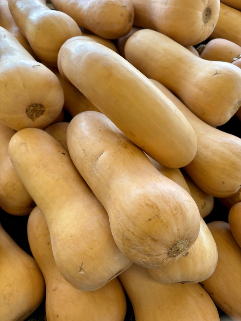 Winter Squash Winter Squash