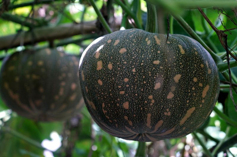 Winter Squash Winter Squash