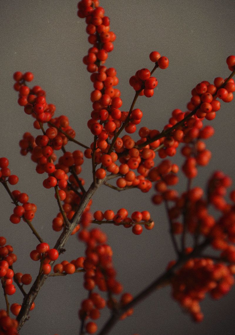 Winterberry Holly Winterberry Holly