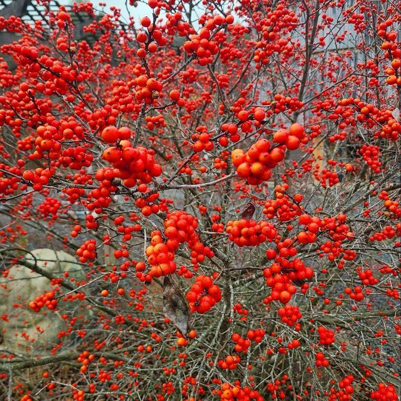 Winterberry Holly Winterberry Holly