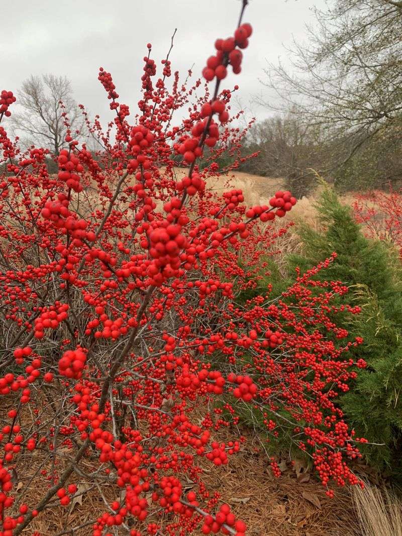 Winterberry Holly Winterberry Holly