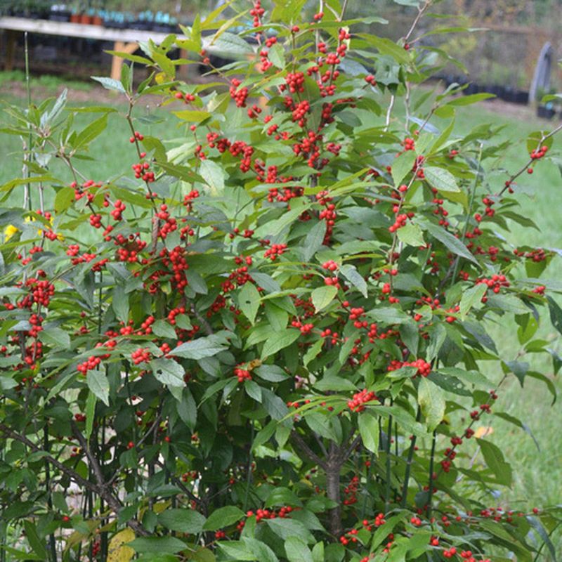 Winterberry Holly Winterberry Holly