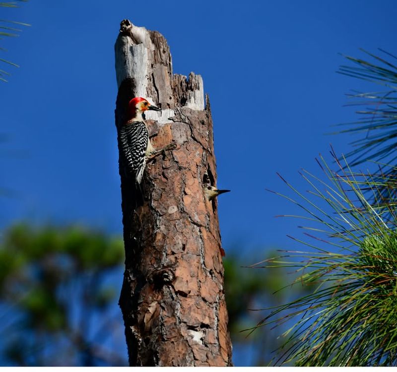 Withered Limbs Can Become Valuable Nest Sites