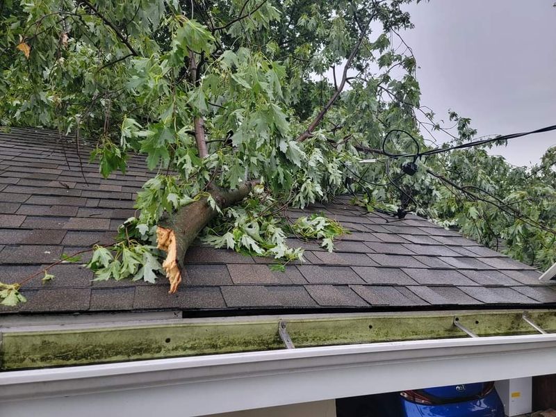 Withered Limbs Can Point To Negligence