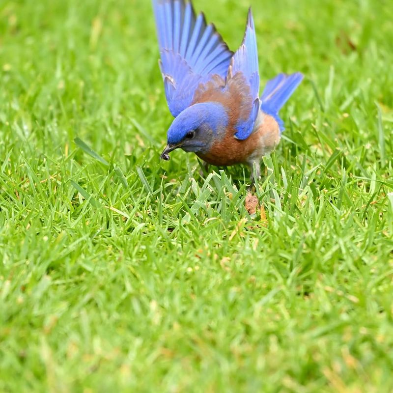 Western Bluebirds Are Returning To California Yards That Have This One Thing