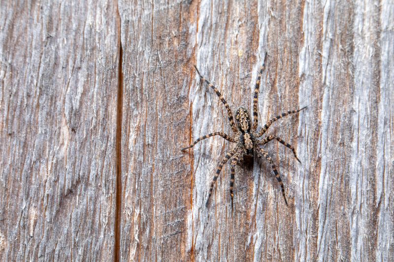 Wolf Spiders And Fishing Spiders Are Behind These Sightings Wolf Spiders And Fishing Spiders Are Behind These Sightings