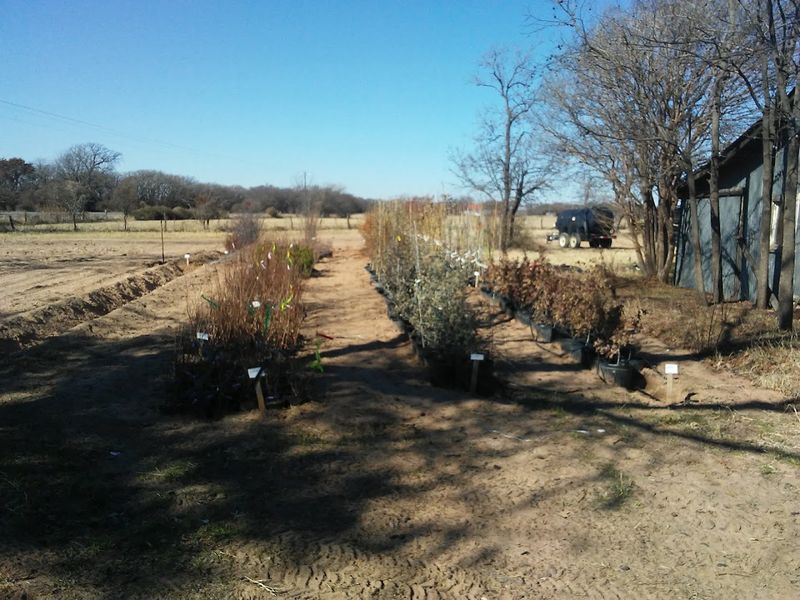 Womack Nursery - De Leon