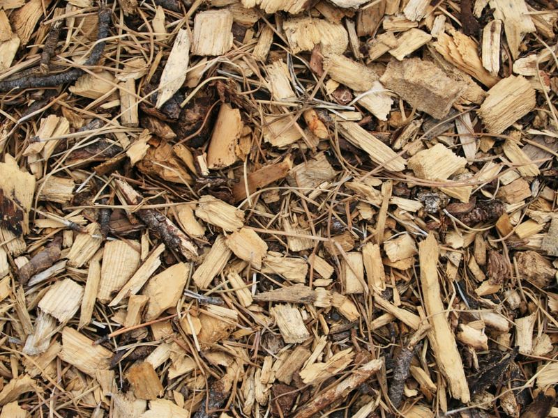 Wood Chips Should Stay Dry And Open Wood Chips Should Stay Dry And Open