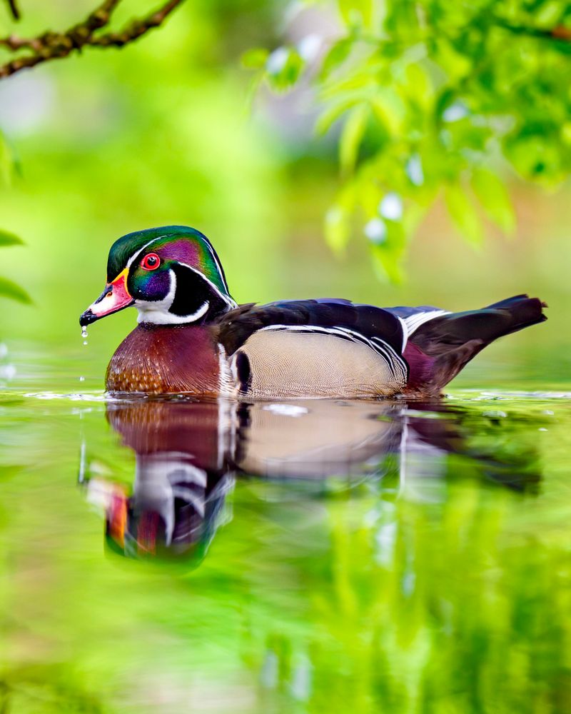 Wood Ducks Are The Ducks Homeowners Are Spotting Wood Ducks Are The Ducks Homeowners Are Spotting