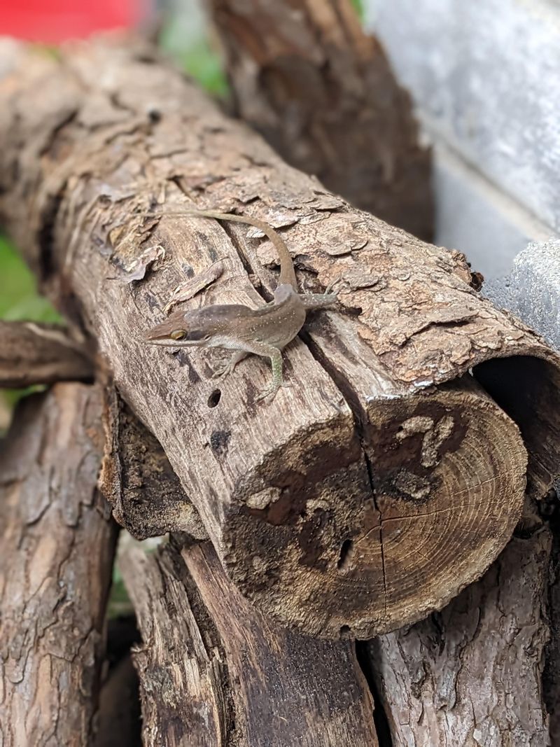 Wood Piles Offer Quick Cover
