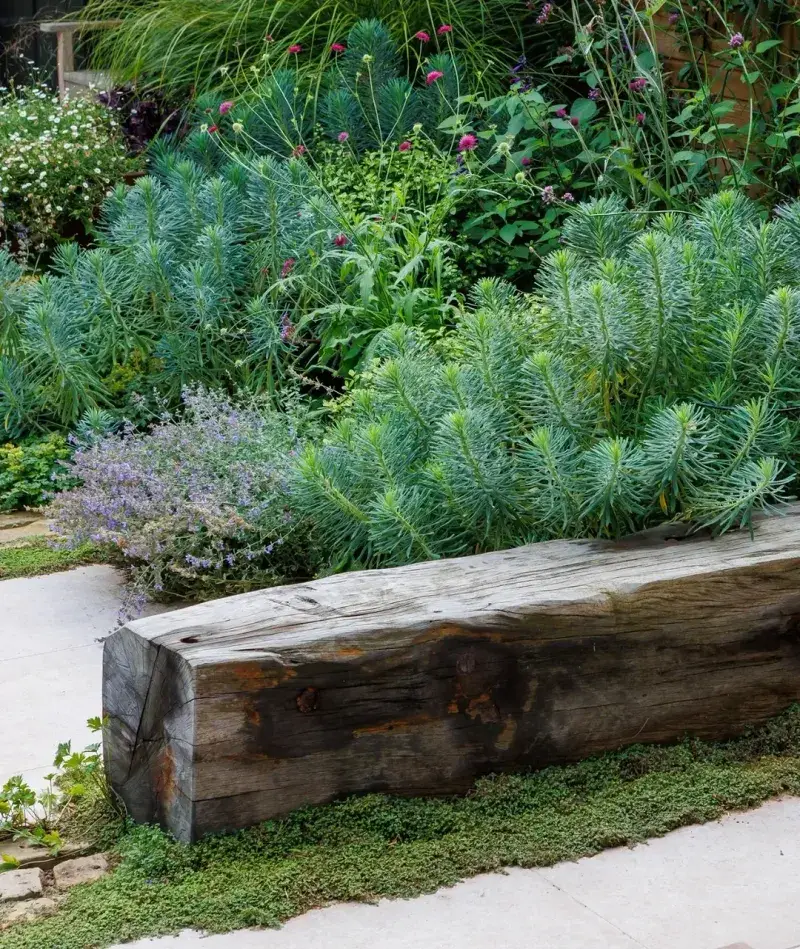Wooded Yard Edges Provide Ideal Habitat