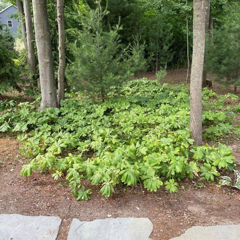 Woodland Conditions Help It Return Woodland Conditions Help It Return