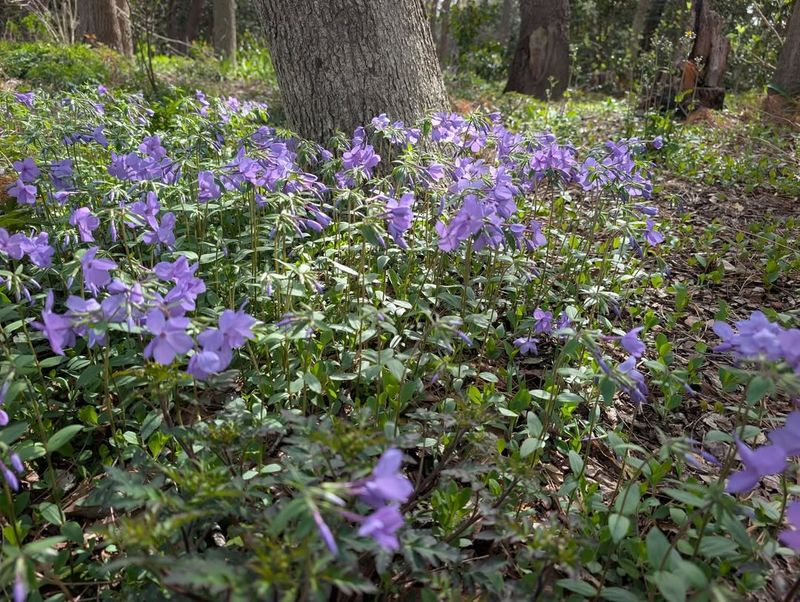 Woodland Phlox Brings Early Spring Color Woodland Phlox Brings Early Spring Color