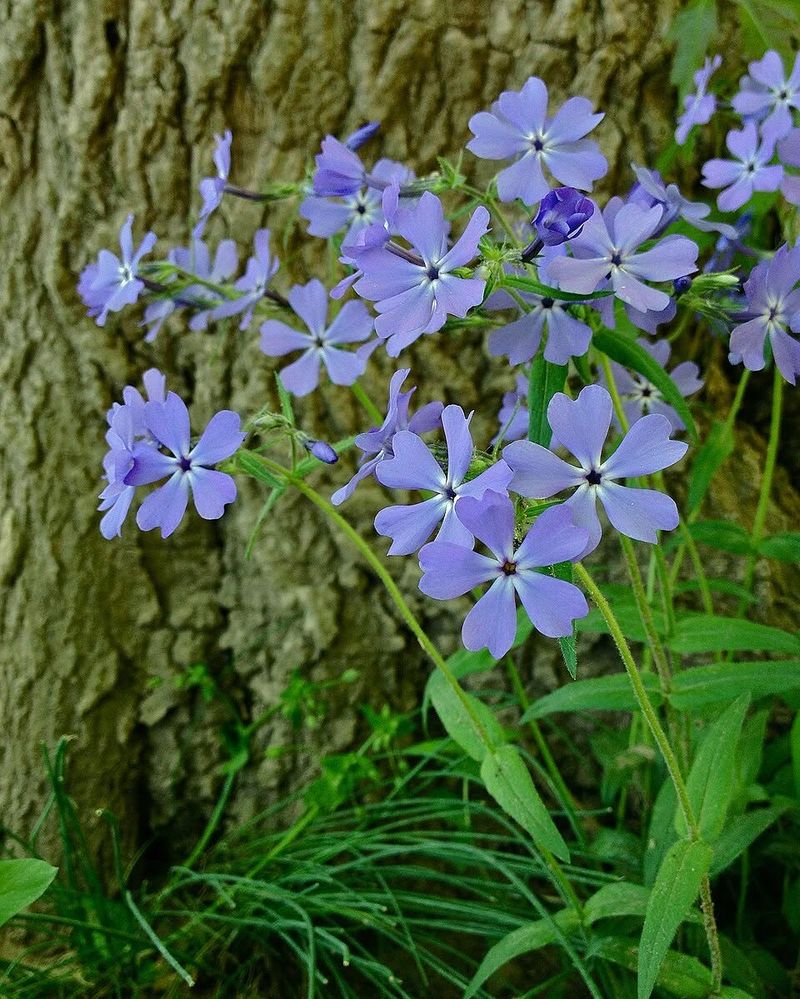 Woodland Phlox Brings Spring Color Woodland Phlox Brings Spring Color