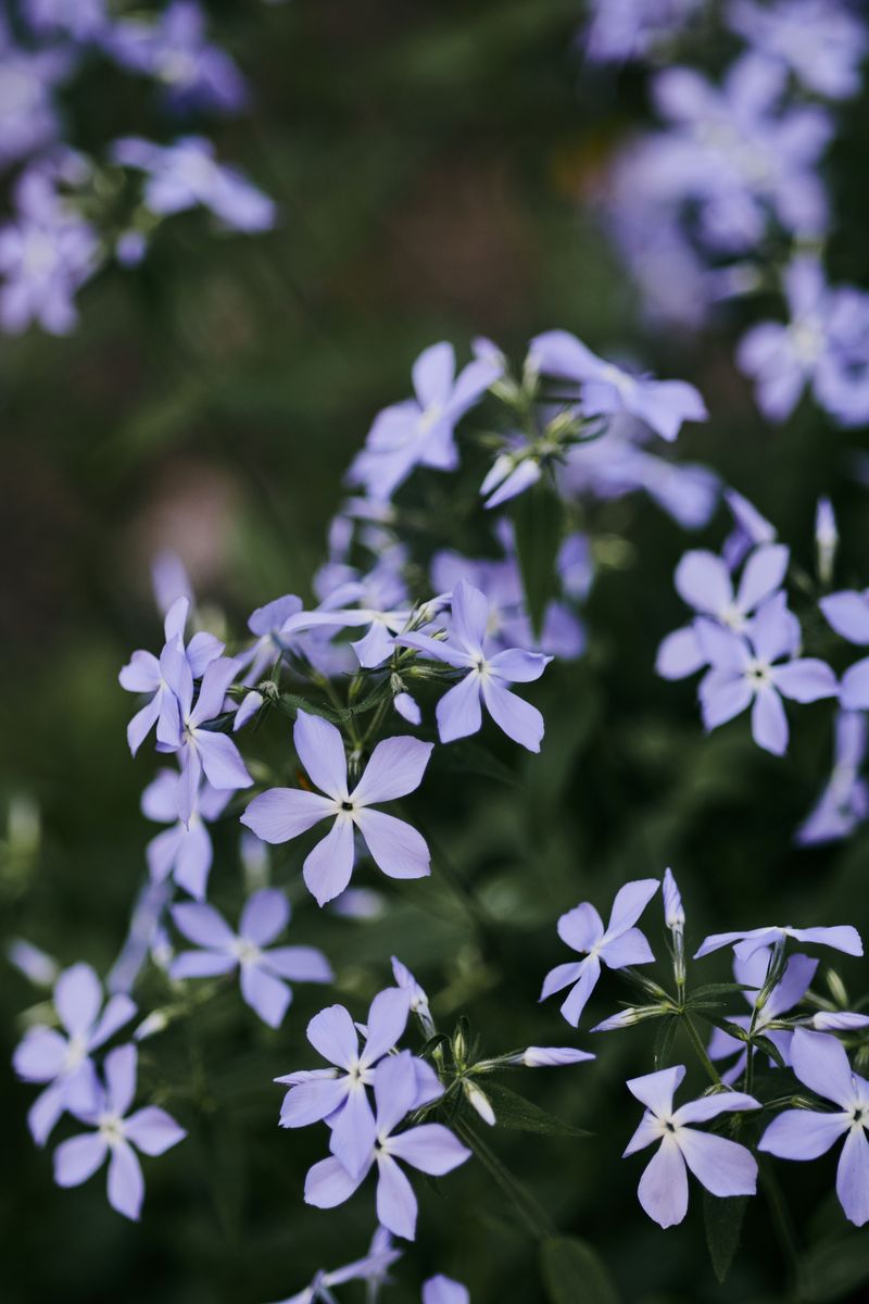 Woodland Phlox