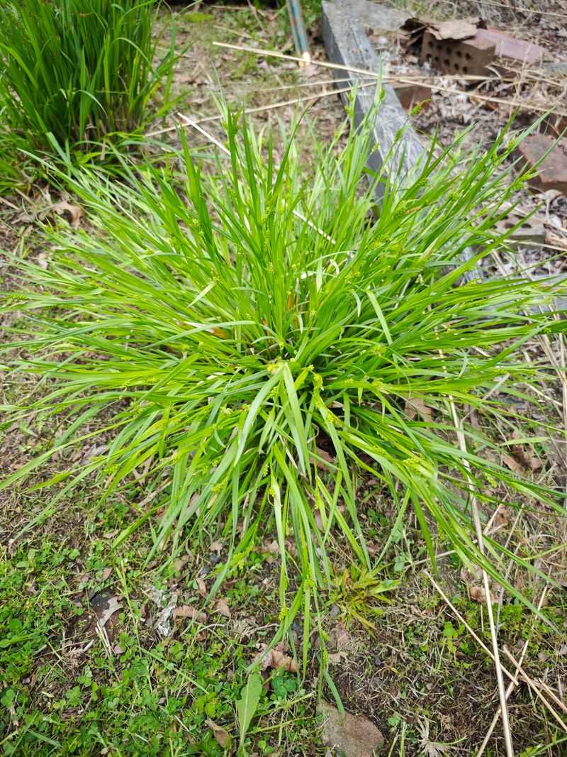 Woodland Sedge