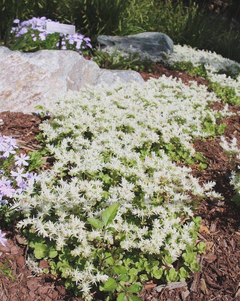 Woodland Stonecrop For Rocky Stepping Stone Borders Woodland Stonecrop For Rocky Stepping Stone Borders