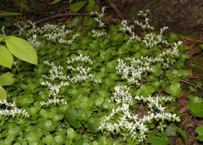Woodland Stonecrop (Sedum ternatum)