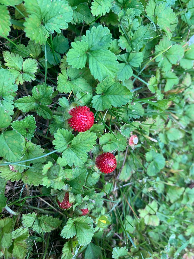 Woodland Strawberry Softens Part-Shade Tree Circles