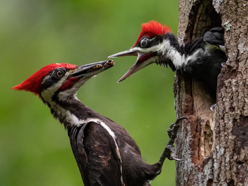 Woodpeckers Add Natural Pressure On Boring Insects Woodpeckers Add Natural Pressure On Boring Insects