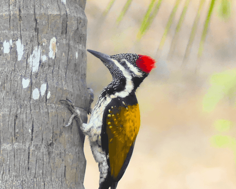 Woodpeckers Start Bark Flecking