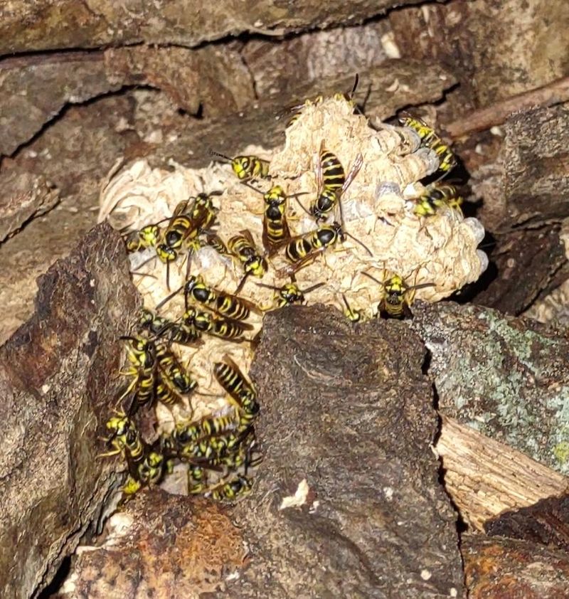 Woodpiles Create Dark Nesting Voids Woodpiles Create Dark Nesting Voids
