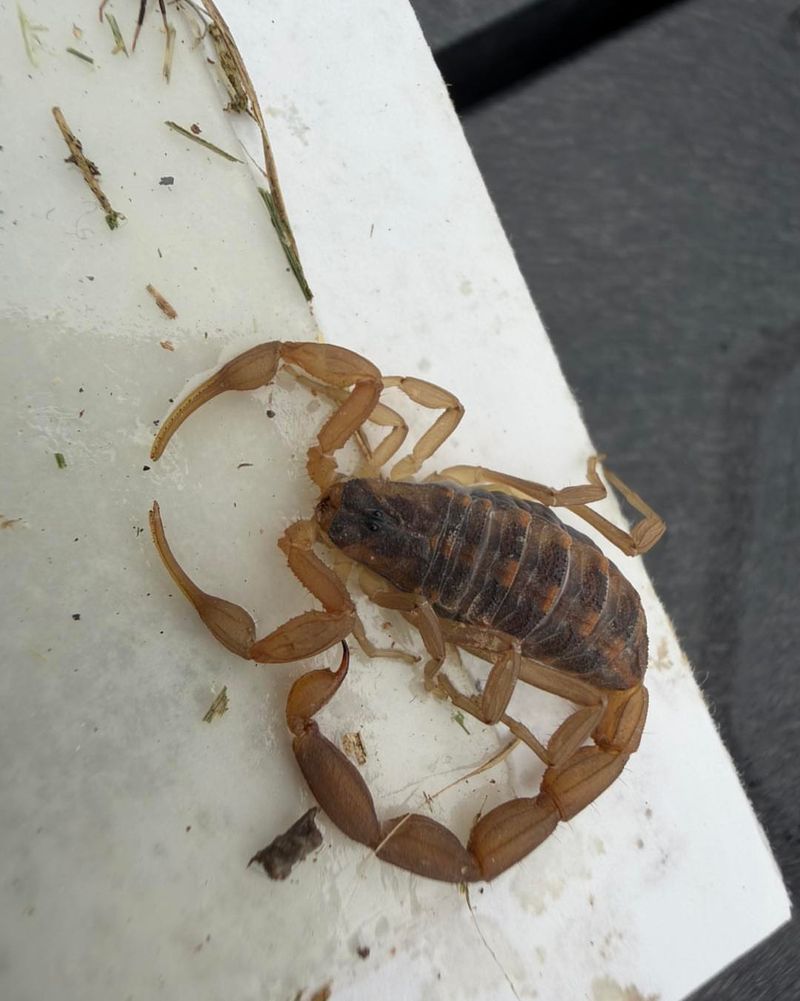 Woodpiles Give Scorpions Daytime Shelter Woodpiles Give Scorpions Daytime Shelter