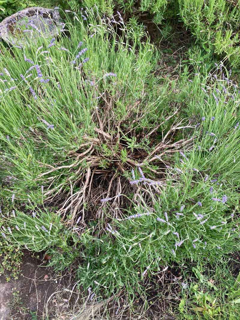 Woody Lavender Needs A Gentler Touch