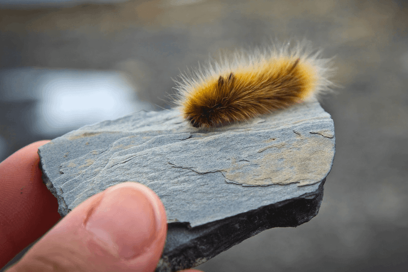 Woolly Bears Survive Freezing Temperatures In A Way Few Caterpillars Can Woolly Bears Survive Freezing Temperatures In A Way Few Caterpillars Can