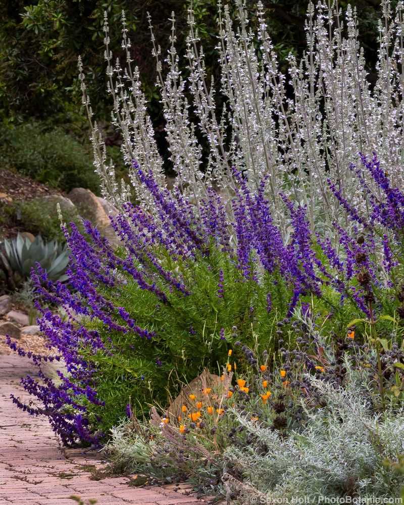 Woolly Bluecurls Brings Fragrance To Sunny Walls Woolly Bluecurls Brings Fragrance To Sunny Walls