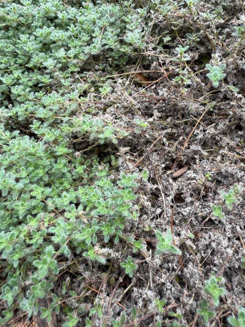 Woolly Thyme Fits Narrow Strips