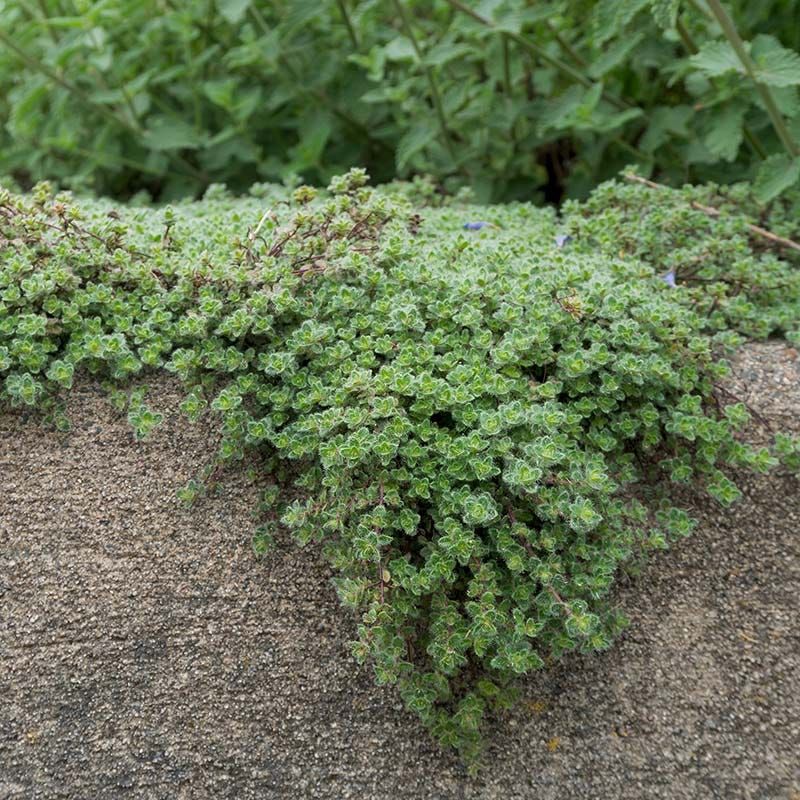 Woolly Thyme Woolly Thyme