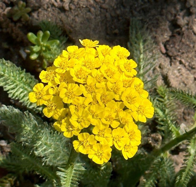 Woolly Yarrow Woolly Yarrow