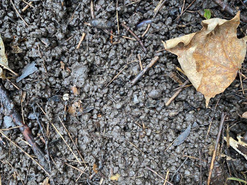 Worm Castings Point To Active Soil