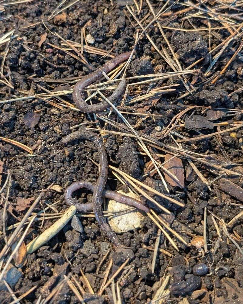 Worms That Break Apart Easily When Handled Worms That Break Apart Easily When Handled