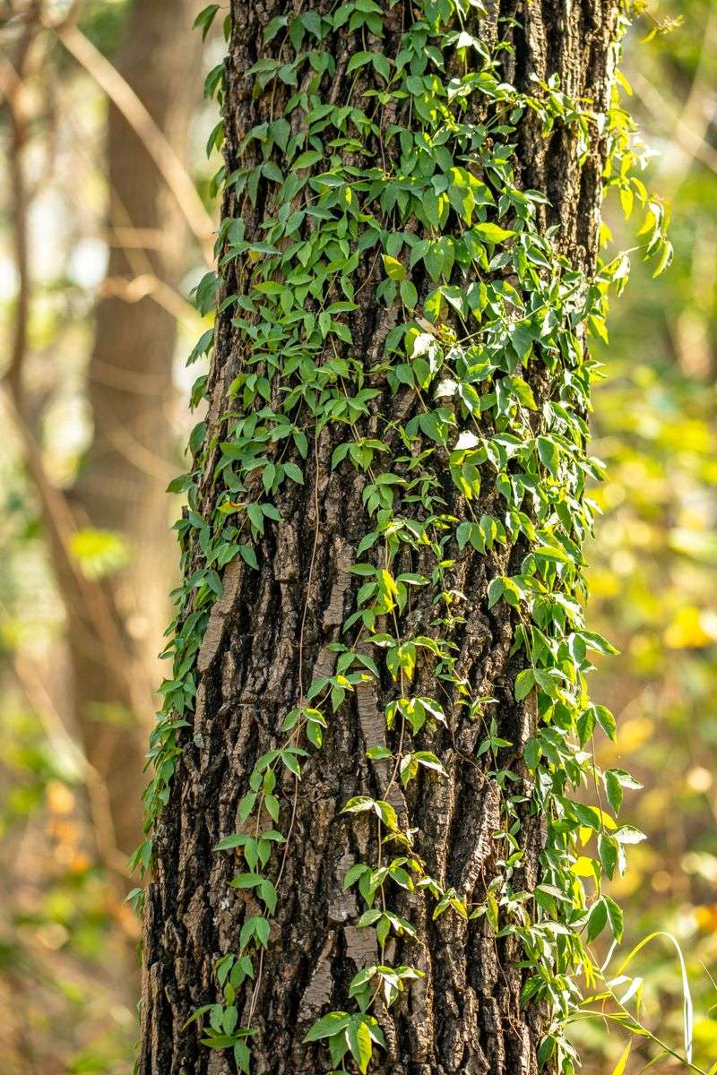 Wrap Climbing Vines Around The Surface Wrap Climbing Vines Around The Surface