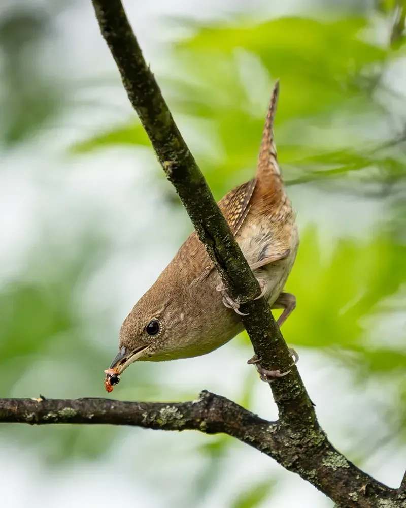 Wrens Hunt Tiny Insects All Day Wrens Hunt Tiny Insects All Day