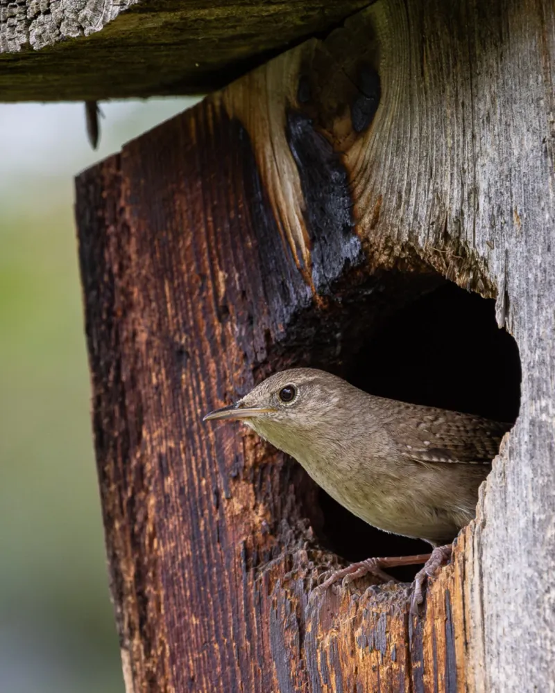 Wrens Work Quietly In Garden Corners Wrens Work Quietly In Garden Corners