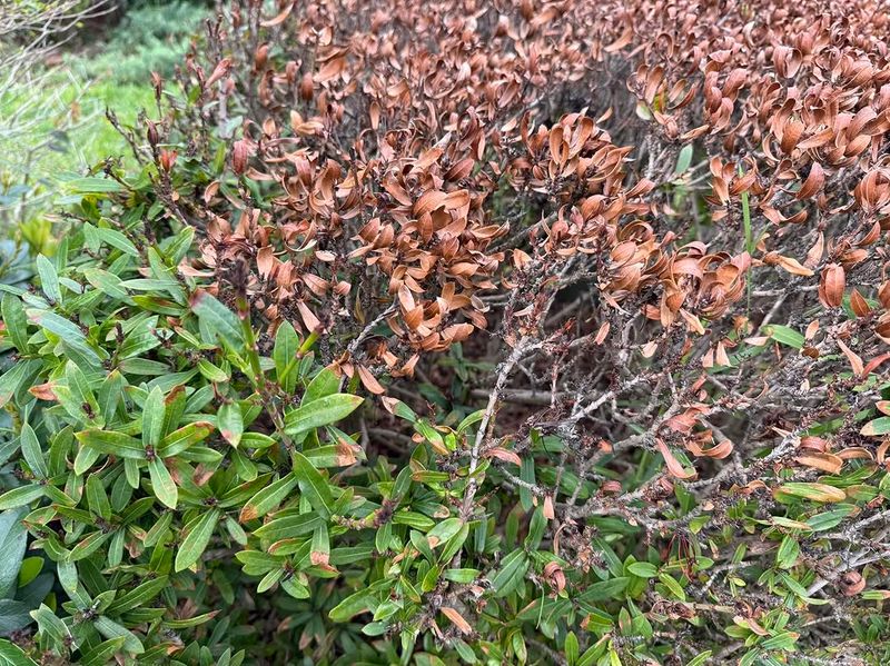 Wrong Shrub Filled The Space