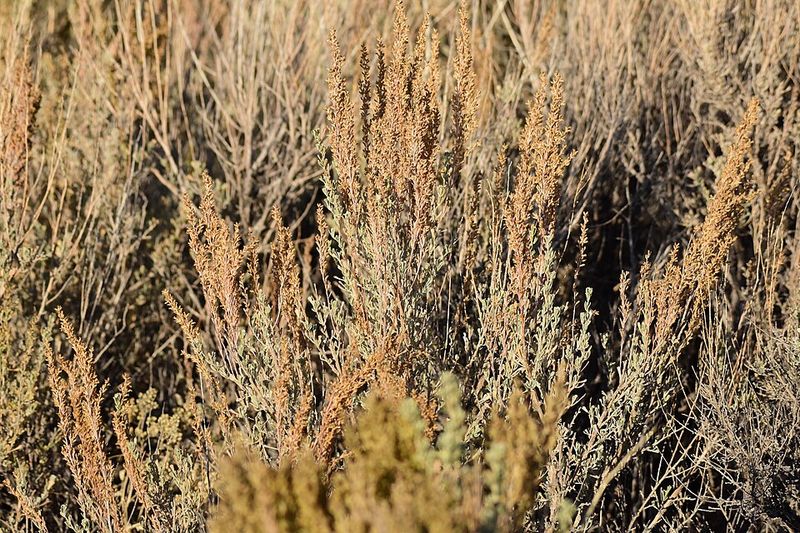 Wyoming Big Sagebrush Wyoming Big Sagebrush